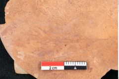 Foto (Detailansicht) von Bumelia oreadum Unger (NHMW-GEO-2024-0188-8015)